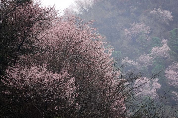 大杭州野樱满山! 本周末最值得一看