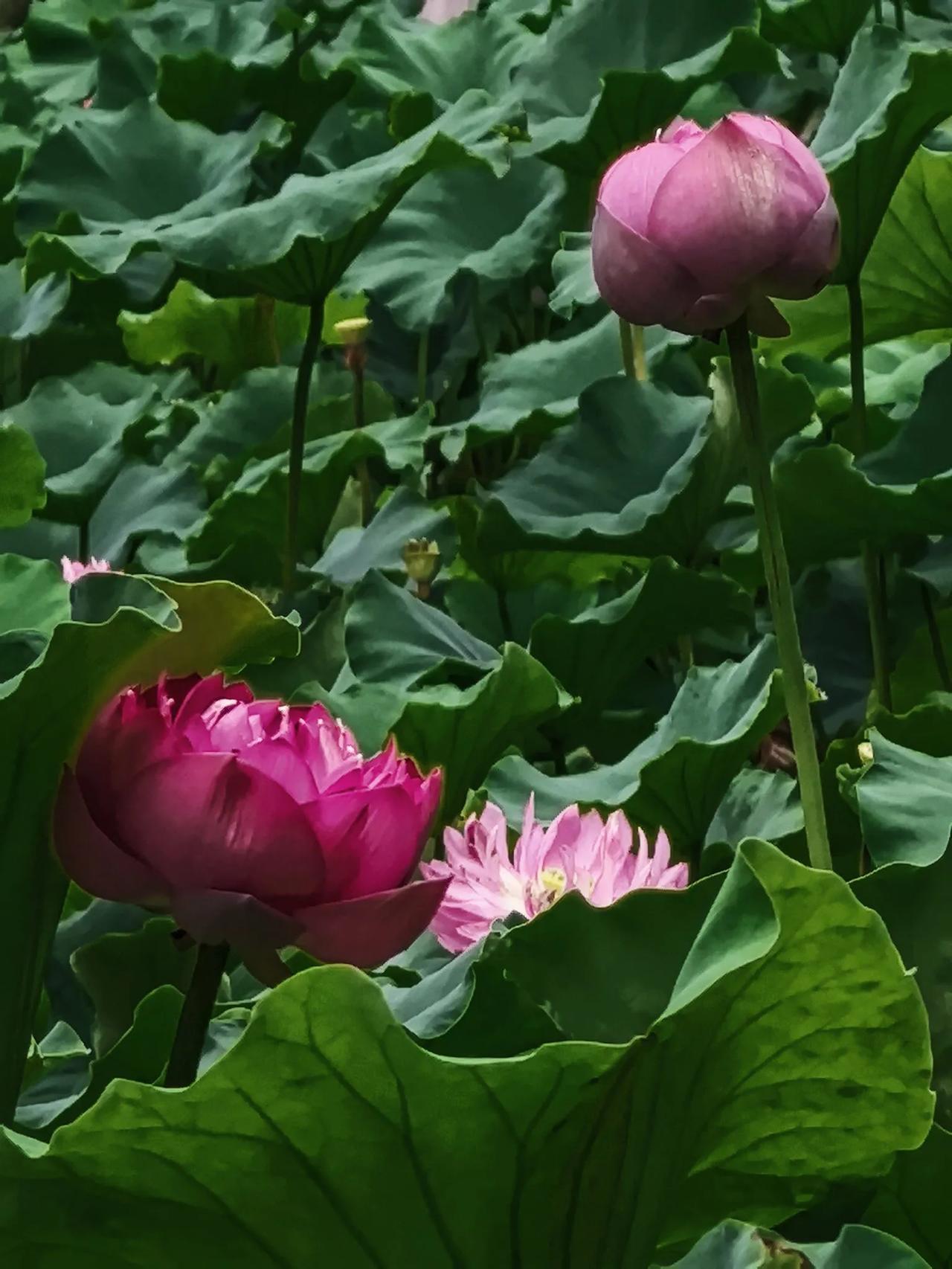 《夏日荷花》我的摄影日记带你去欣赏荷花
