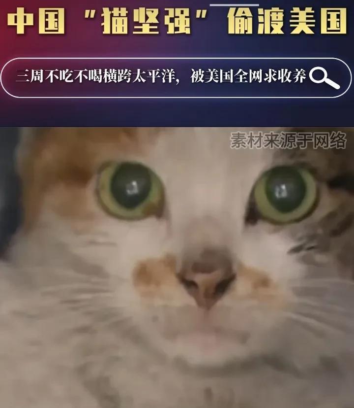 一只来自中国的三花猫，居然跨越8000公里来到美国，现在成了众人争着领养的宠儿。