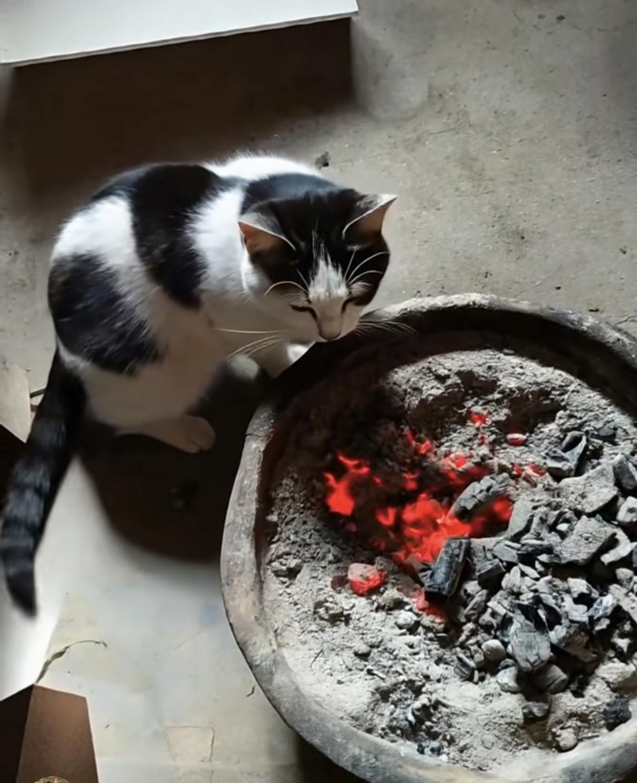 谁懂啊！我家猫比我还会过冬🔥一大早推开房门，就看见我家这只黑白花的小胖子