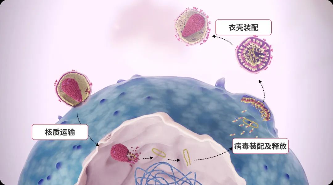 从“日服一把药”到“日服一片药”, HIV药物革新之路