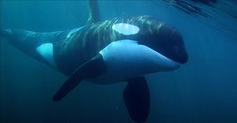 10头虎鲸正在直布罗陀海峡觅食，突然它们听到了领航鲸的声音，掉头就跑。要知道