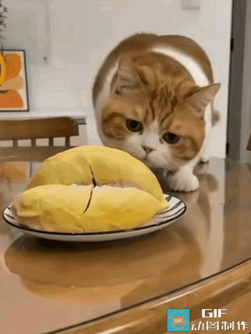 真的被这只小猫咪给可爱到捧腹！铲屎官把榴莲放桌上，小馋猫好奇凑上去想一探究竟，结