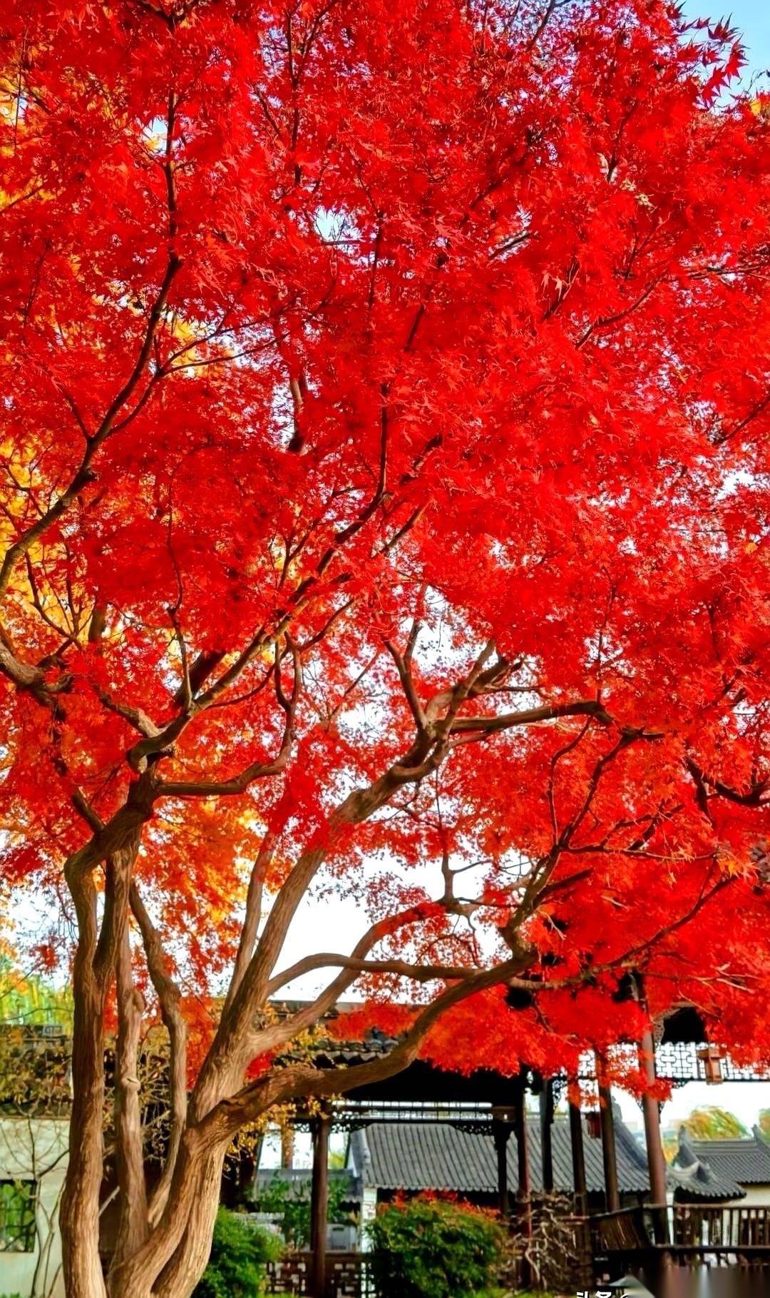 都跑去栖霞山挤破头，我真的会笑。南京真正的“枫叶之王”，压根儿就没长在山上。