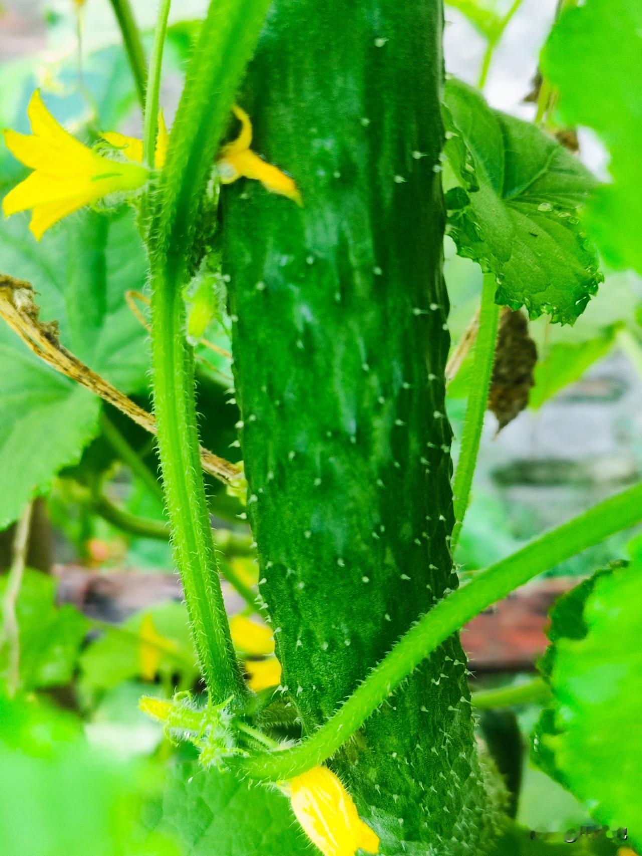 早茬黄瓜已拔秧，晚茬黄瓜正在盛结果实，秋季黄瓜已种植完毕。黄瓜结瓜期比较短，可多