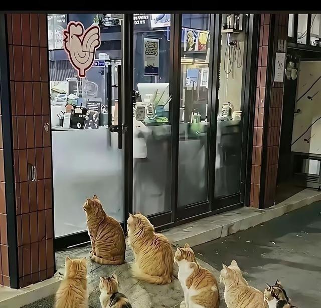 一饭店老板每天给流浪猫留剩饭，猫天天排队等投喂。橘猫带头，小猫乖乖蹲着，有人进出