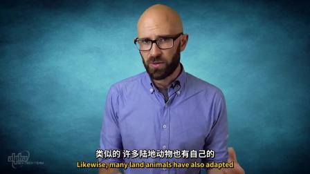 阿尔法美眼2.0+内眦赘皮矫正术_土豆视频