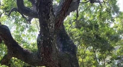 国内仅存1棵，专家曾断言“不可繁殖”，眼看就要绝种，没想到2020年（报道）被乡