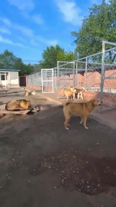 中国“土狗”火爆外网，成寓言故事主角，中国本地犬才是王者！这两天，一只生活在中