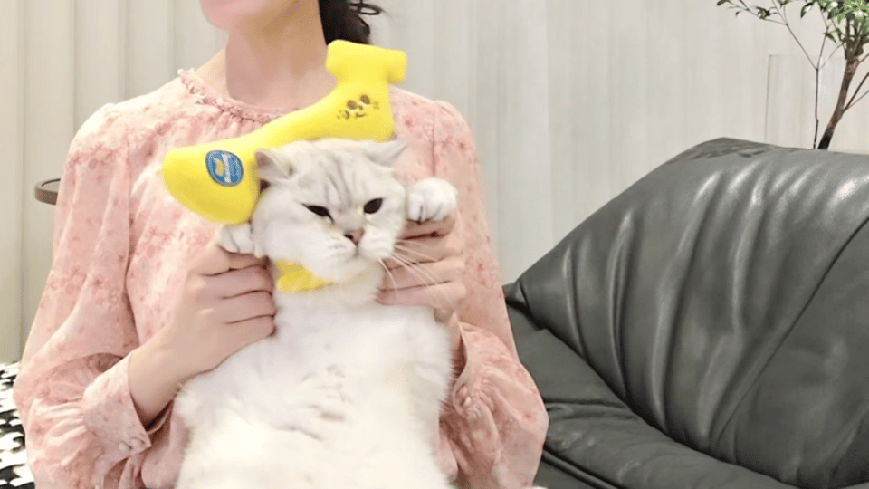 陈瑶把小猫也摇来剧宣了陈瑶不仅是好演员，还是好“猫老板”！为了宣传新角色西方桃