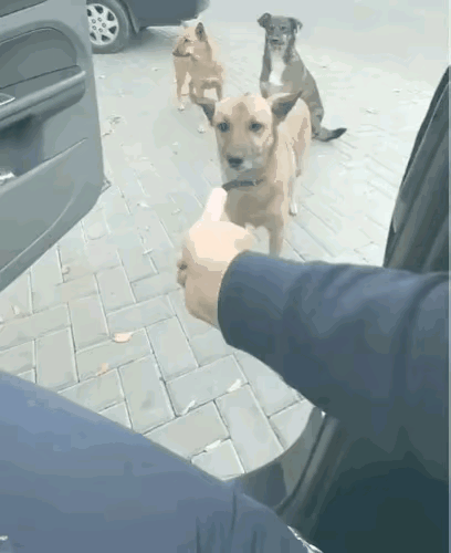 真没见过这么懂事儿的流浪狗！男子开车路过随手拿火腿投喂，三条狗居