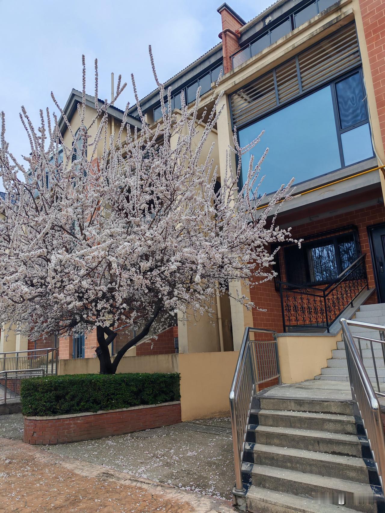 我的房就像烫手的山药今天下午我又去了一趟我在郊区的这套房子，春和景明，屋前的杏