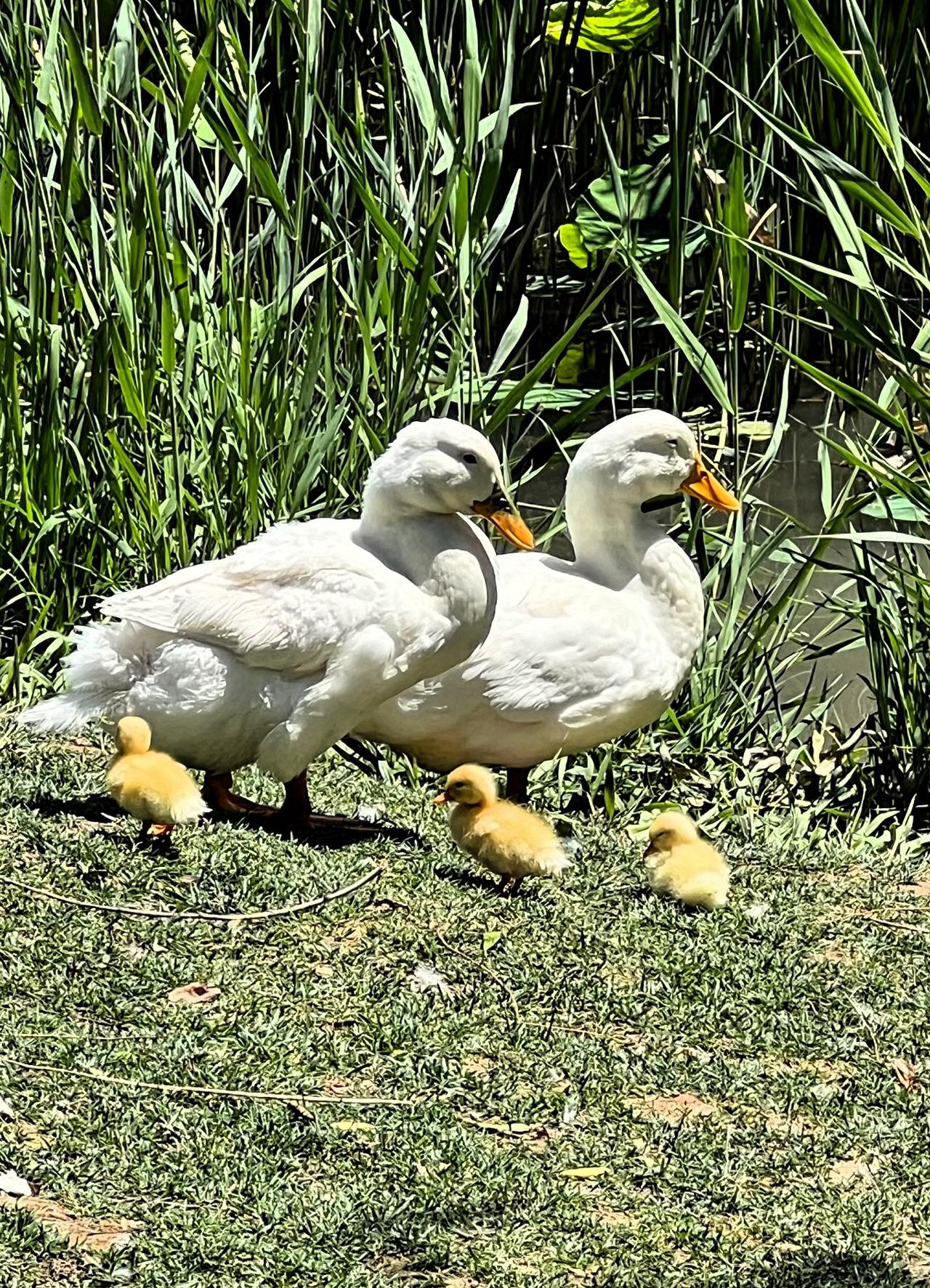 交换一张可爱的水鸟照片