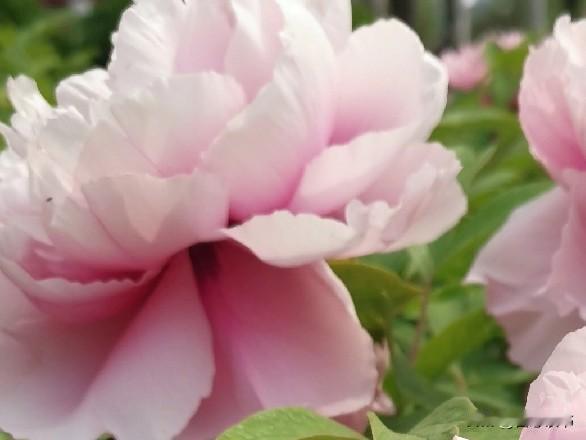 你相信吗？婆媳关系要想处得好，最管用的一招就是－－保持距离。生活中很多婆婆，自