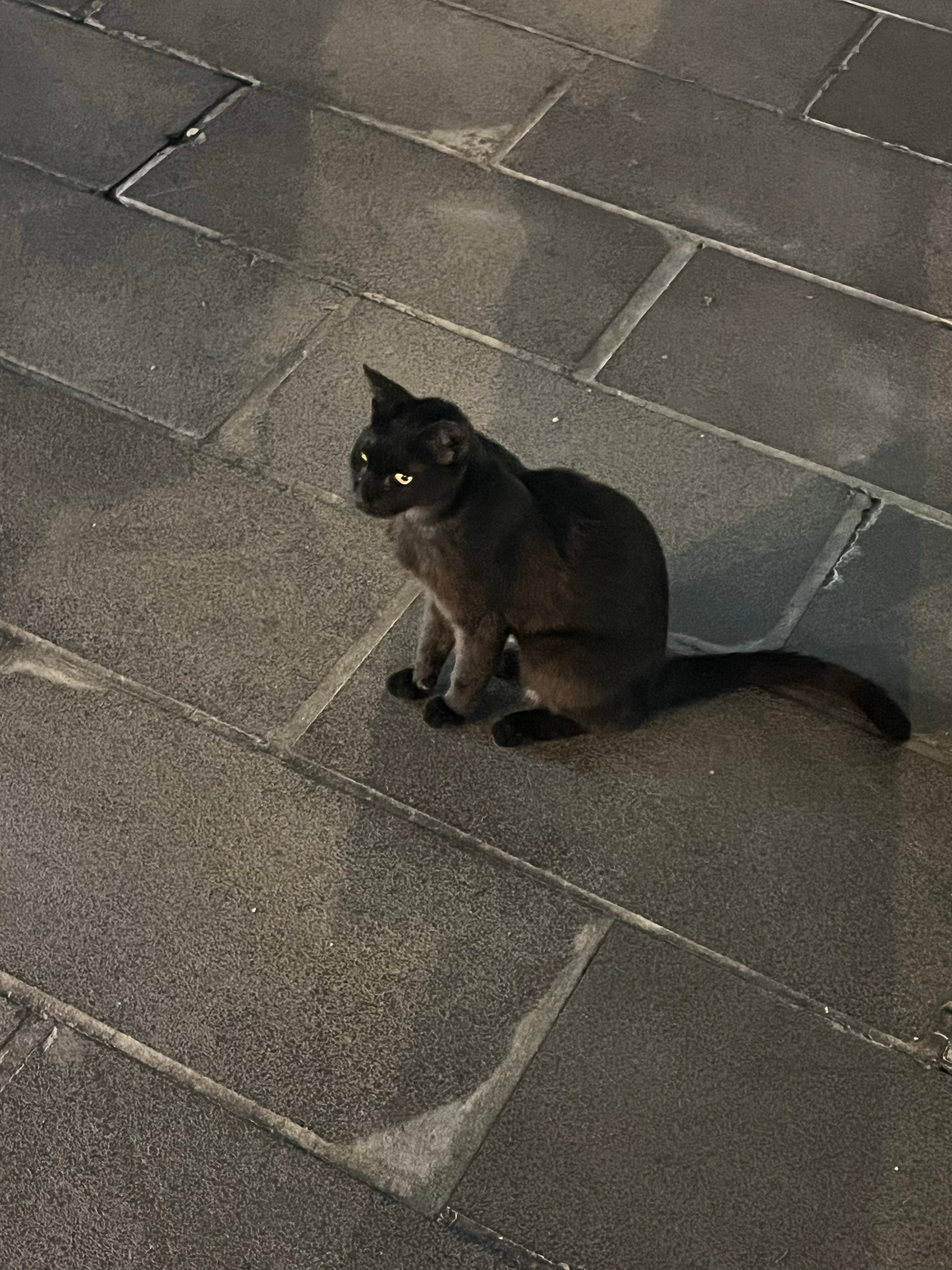 宝宝你还乖乖坐下让我拍🥹好漂亮我喜欢黑猫🐈‍⬛​​​