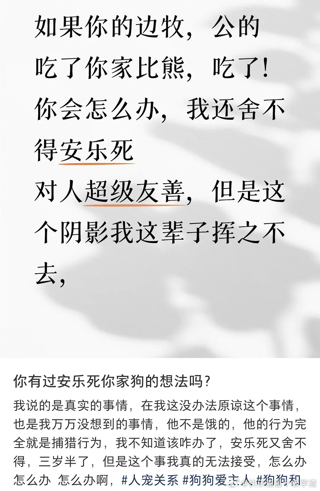 边牧吃了比熊的热帖被扒出来是自导自演为了给自己的犬舍起号引流编的​​​