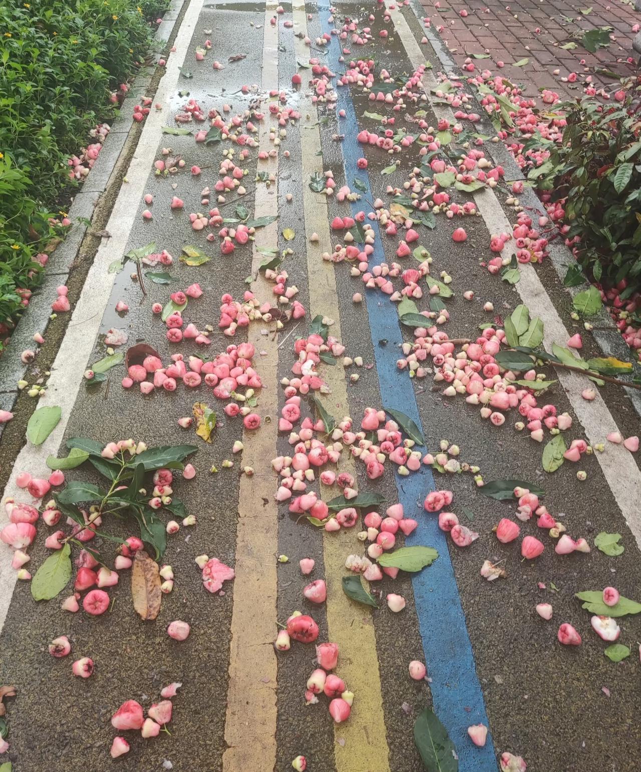 原来广东的绿化带长这样，看着是真让人羡慕啊！我们这边十几块钱一斤的莲雾，在