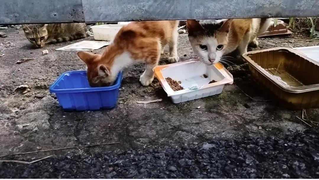 流浪猫太能生了！真揪心！小奶猫一个个都很可爱，可是，它们的生存处境是朝夕不保
