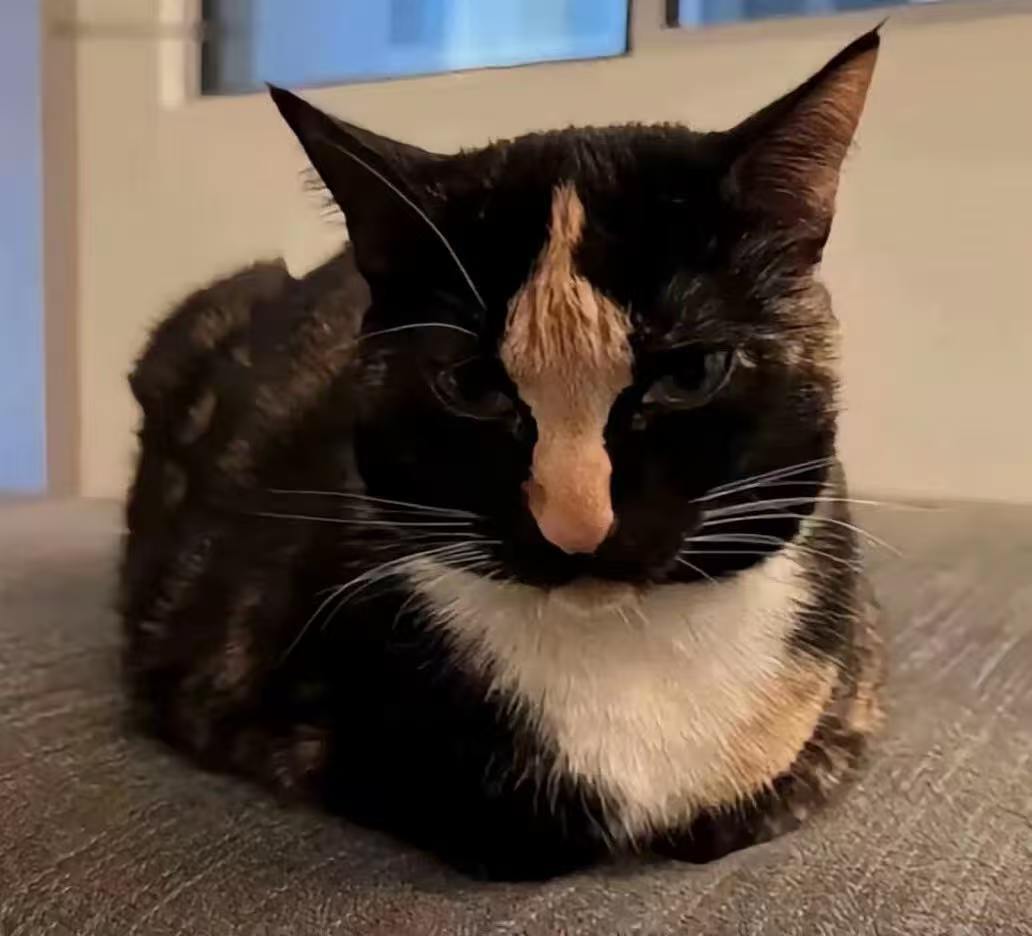 这猫怎么骂人呢​​​