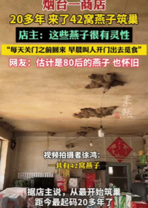 太有灵性了！山东，一商铺内有42窝燕子在屋里筑巢，换做其他人可能会把燕窝捣掉，但