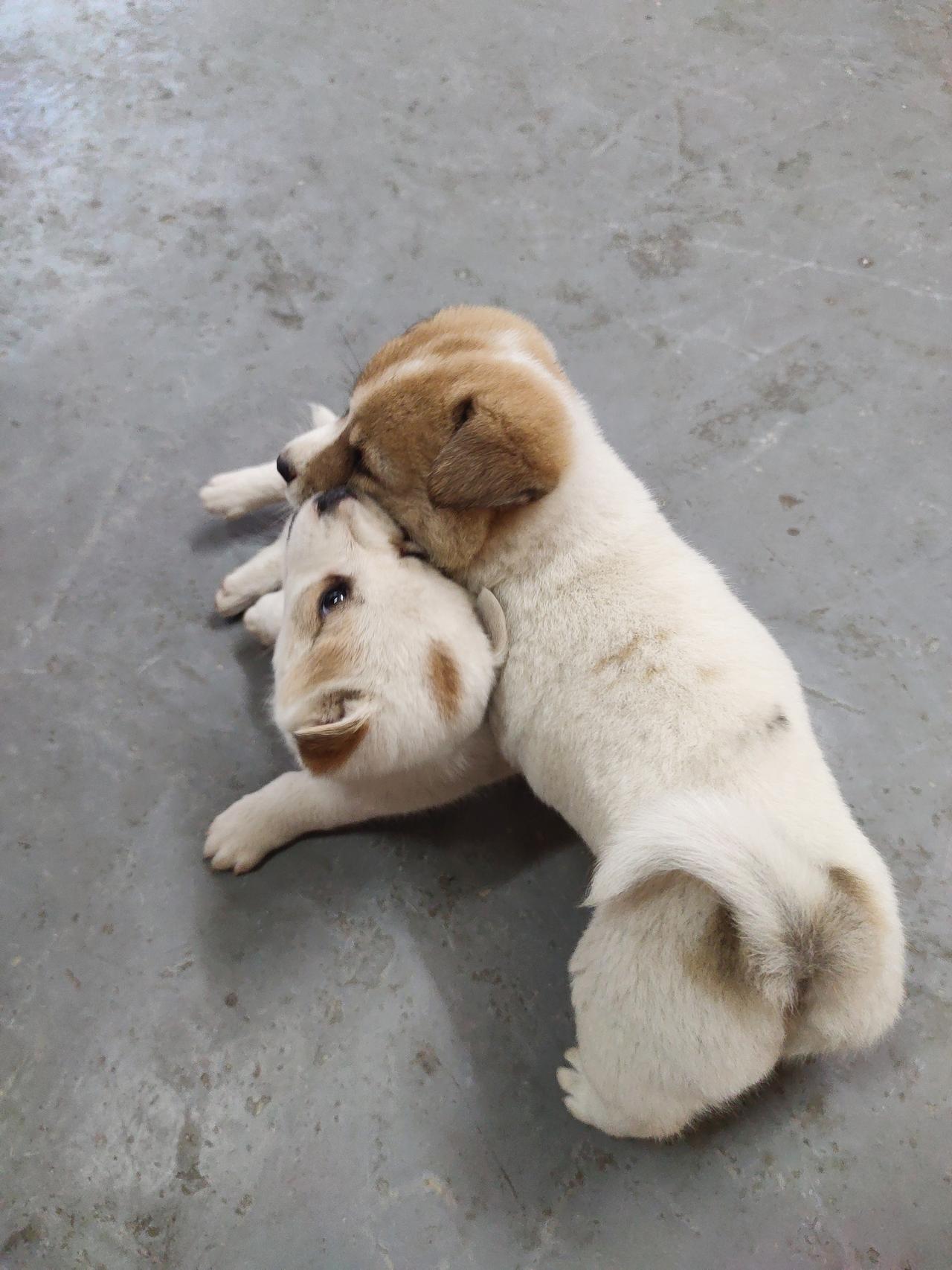 家有两只萌宠，一只橘猫，一只金毛。有天我下班回家，一开门就看到超温馨的一幕：橘猫