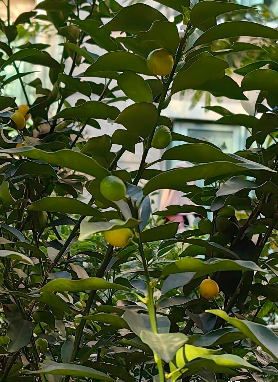 你家阳台那盆“金桔”可能不是金桔，是金豆。别再叫错名字了，这俩长得像，但差得远