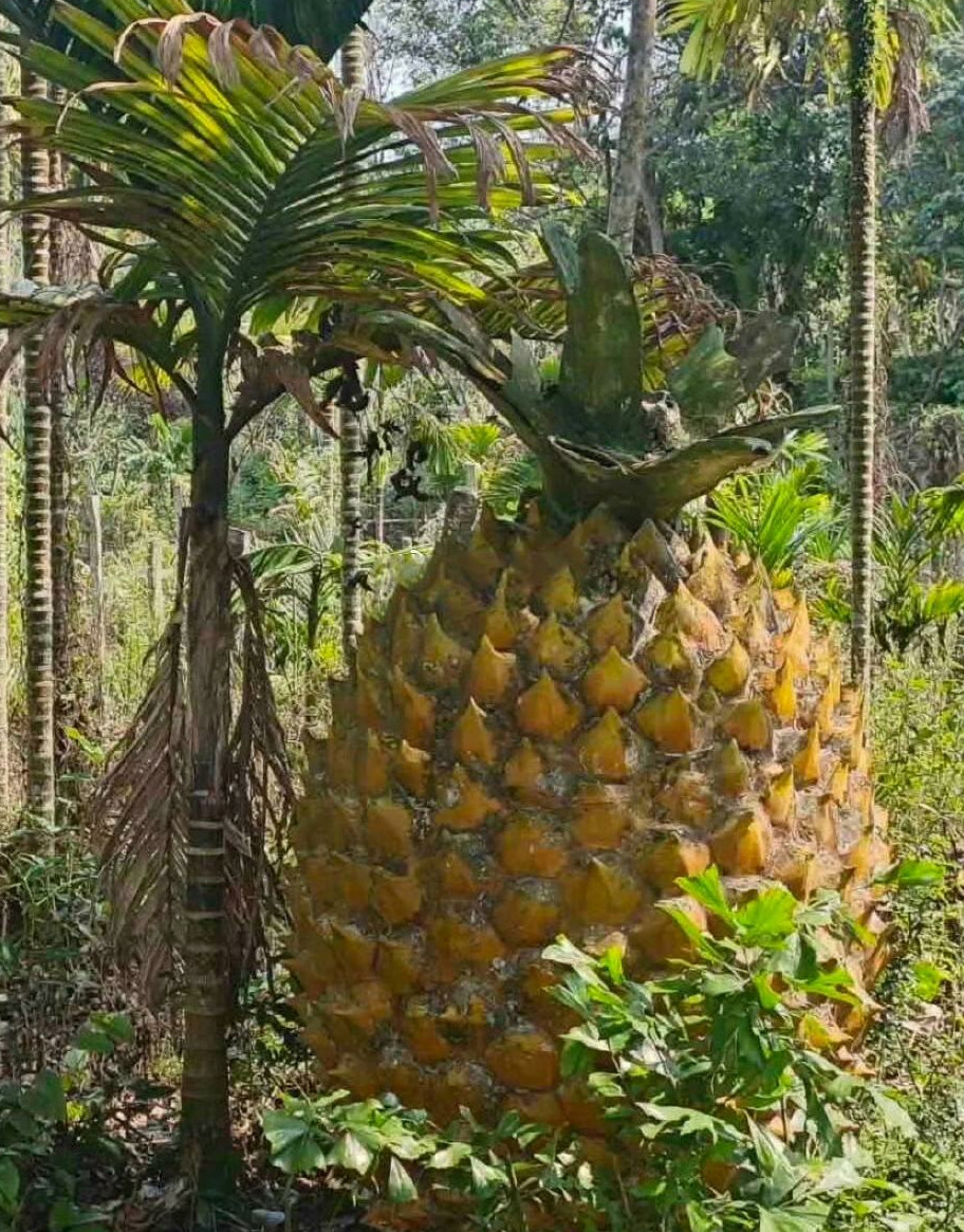这是什么品种的菠萝🍍从来没见过这么大的……