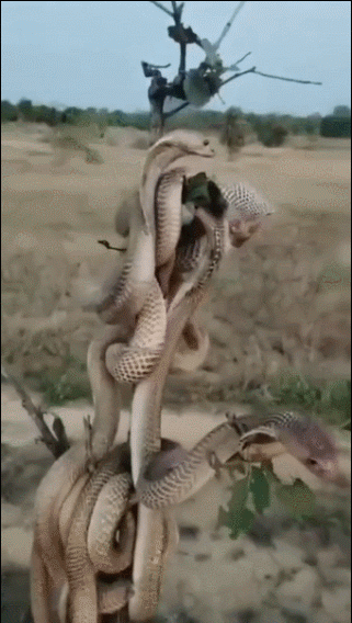 蛇群缠绕，场面惊险！为什么在棵小树几条凶残蛇聚在一起？她们在防御什么大敌这样。