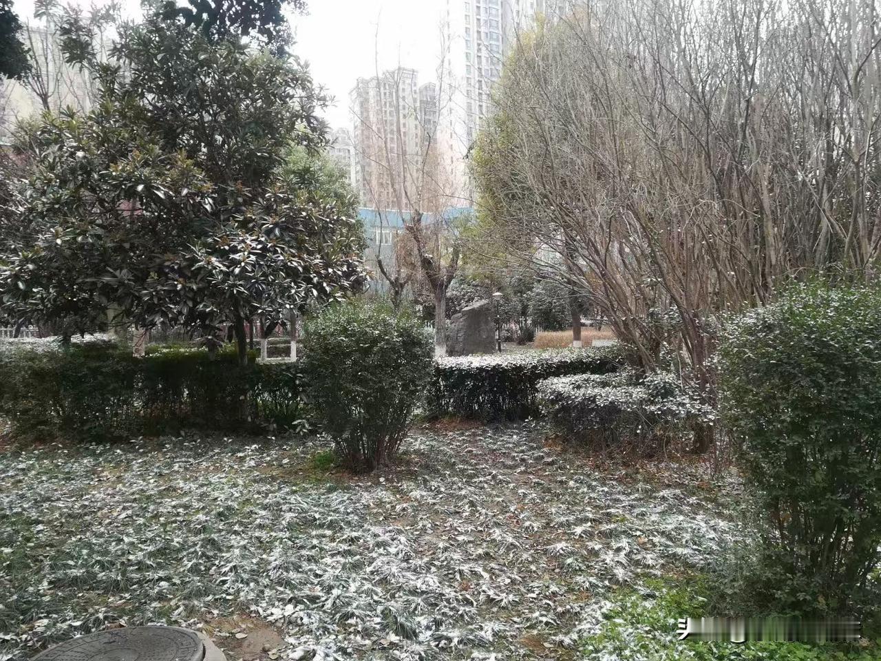 洛阳下大雪了，虽然与预报中的雨夹雪有些偏差，毕竟雪真的来了，每年的第一场雪给人带