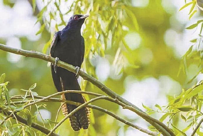 #高三学生为备考请求拆除鸟巢##校长回应高三学生拆鸟巢请求#近日，深圳宝安中学（