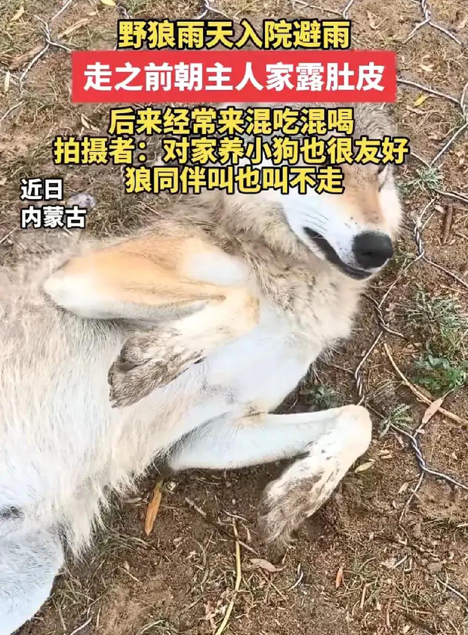 笑不活了！内蒙古，一只野狼下雨天跑进一户人家院子躲雨，谁知临走还对着人翻肚皮示好