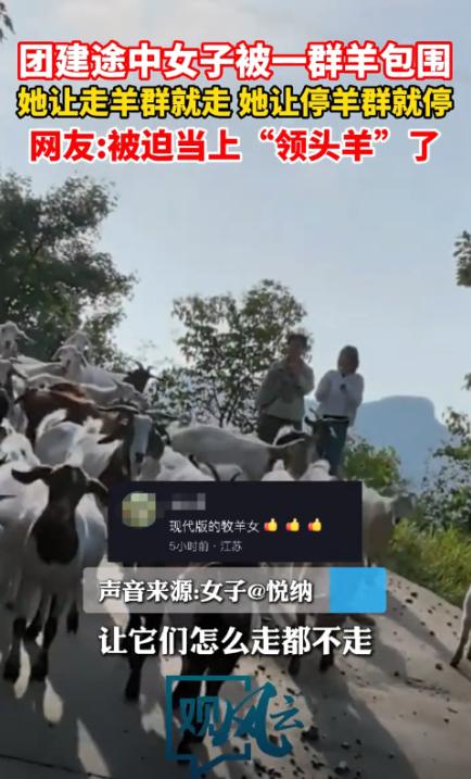 “解释不清了！”9月20日，河北顺德，一女子出来采蘑菇，意外找到了一群羊，羊群看