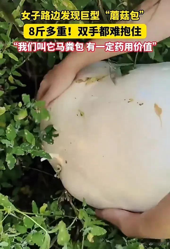 真是太幸运了！8月13日，黑龙江齐齐哈尔一名女子发视频称，自己在路边发现一个巨型