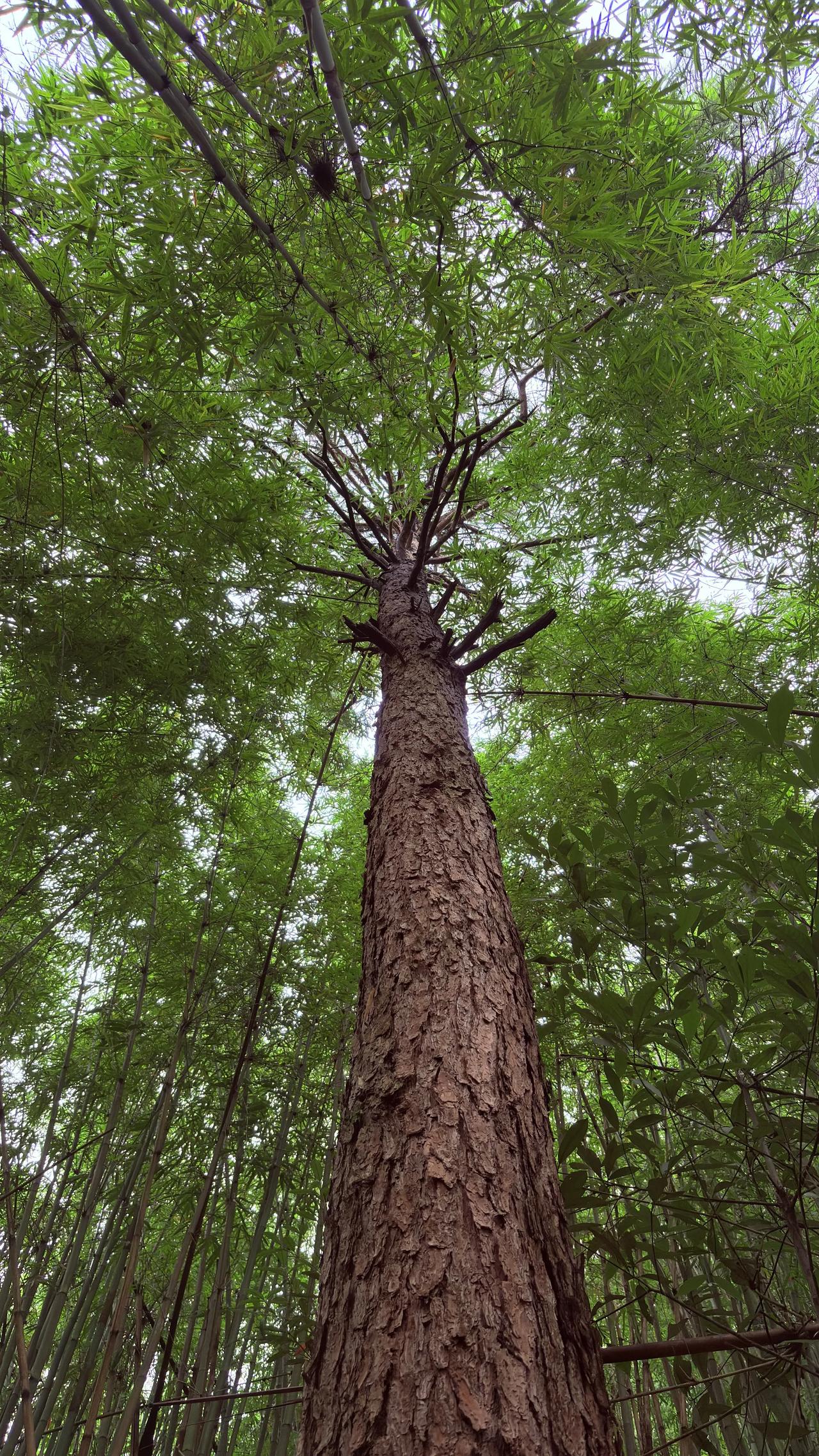 女儿突然冒岀一句话，让我大吃一惊！她说爸爸太可怕了！我满腹凝云，她说早餐爸
