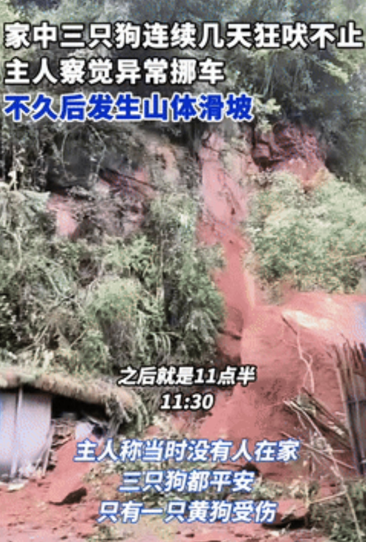 彻底解释不清了！四川乐山，一男子家里养的3条狗，连续几天一直狂吠，起初男子并不在