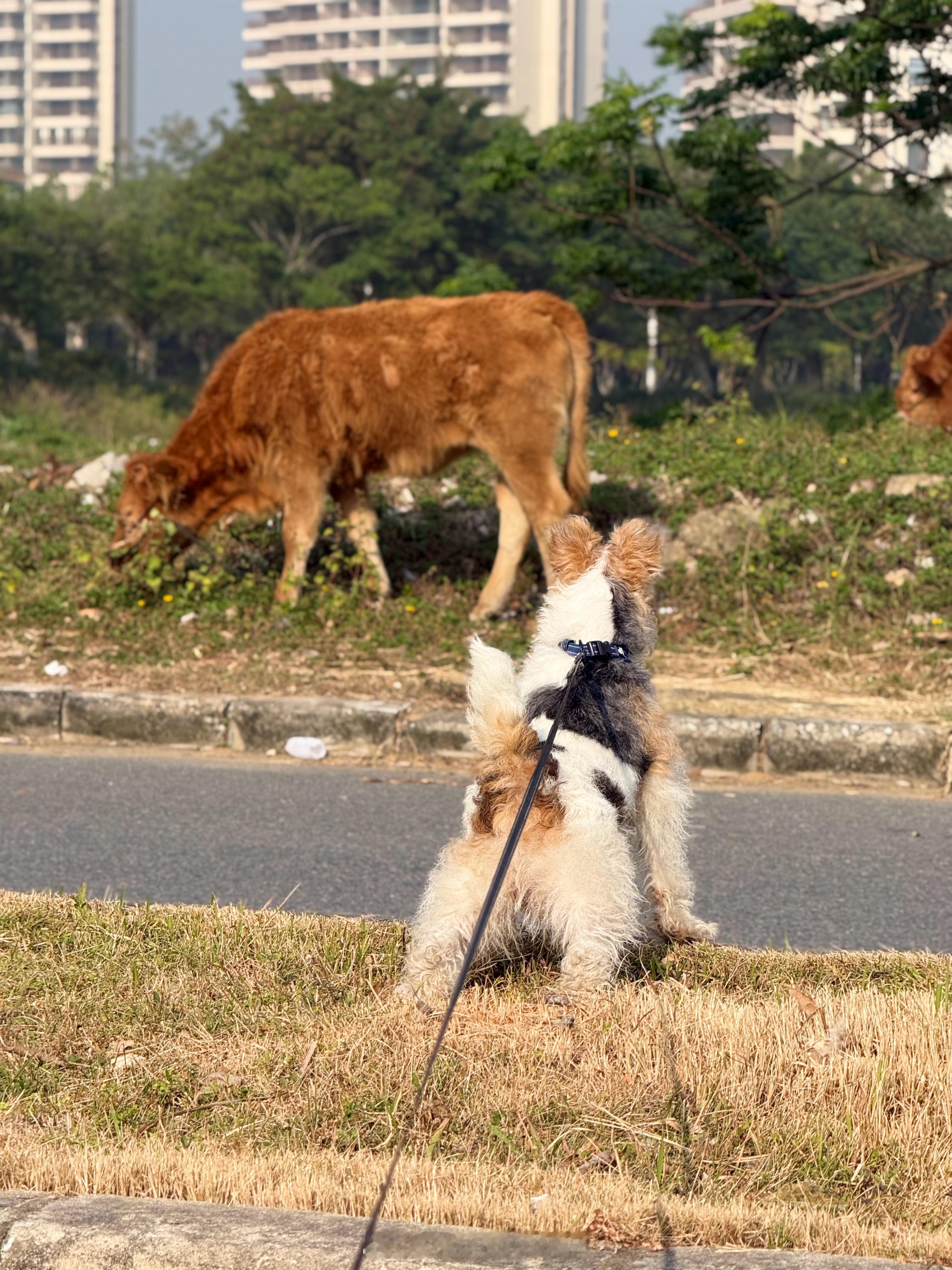 狗子想要挑战下牛大哥，太不像话了。