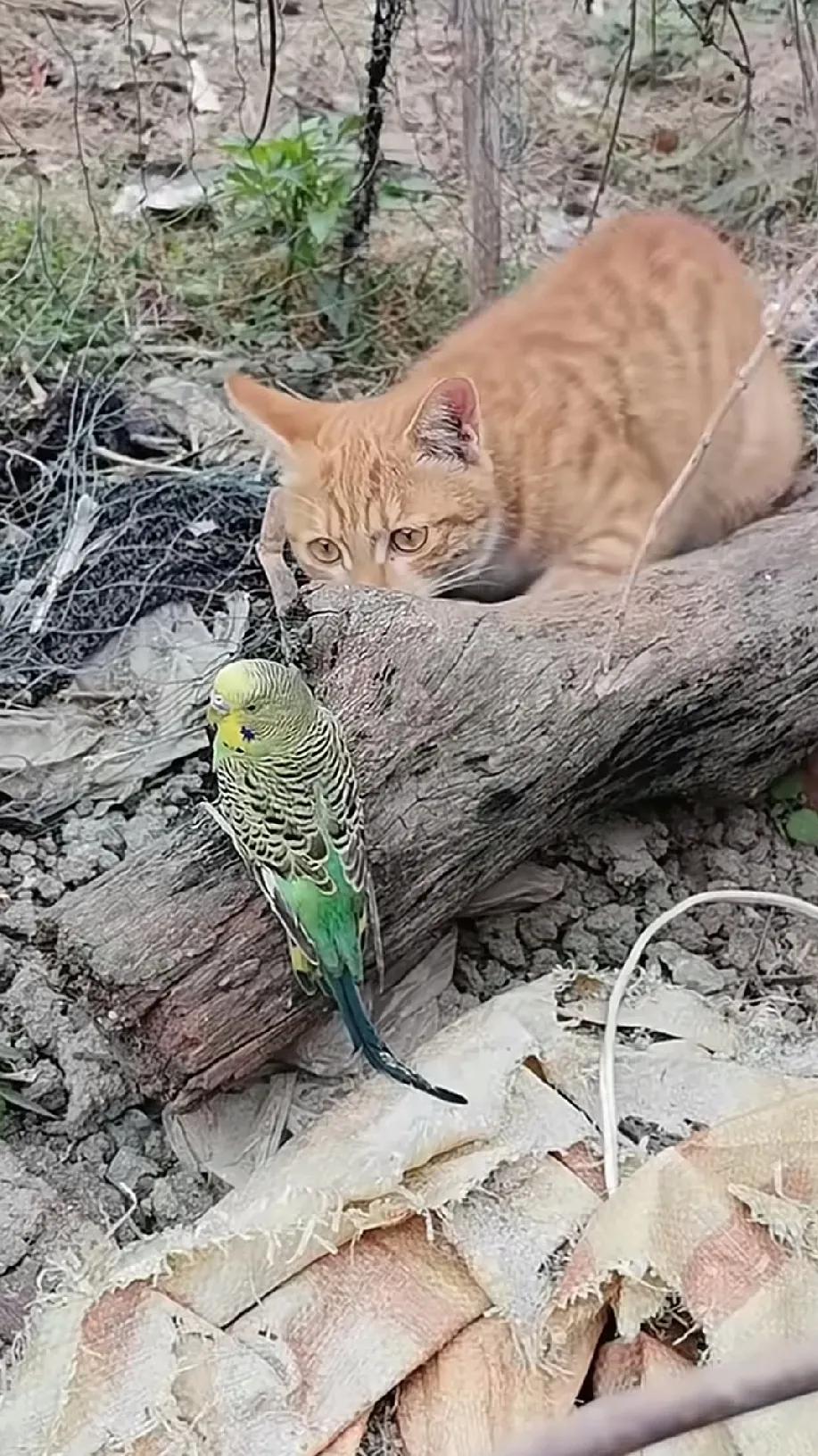 院子里飞进来一只小鹦鹉，没承想被猫咪偷偷发觉了，只见猫咪悄悄地跟了上去，企图一把