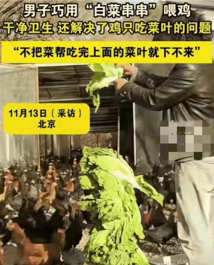 近日，北京一男子种了大量的蔬菜，还养了1500只鸡，他把长得不好的蔬菜用来喂鸡。