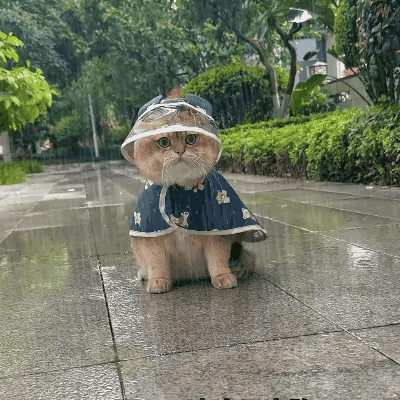 这小猫咪的雨衣也太漂亮太可爱了吧