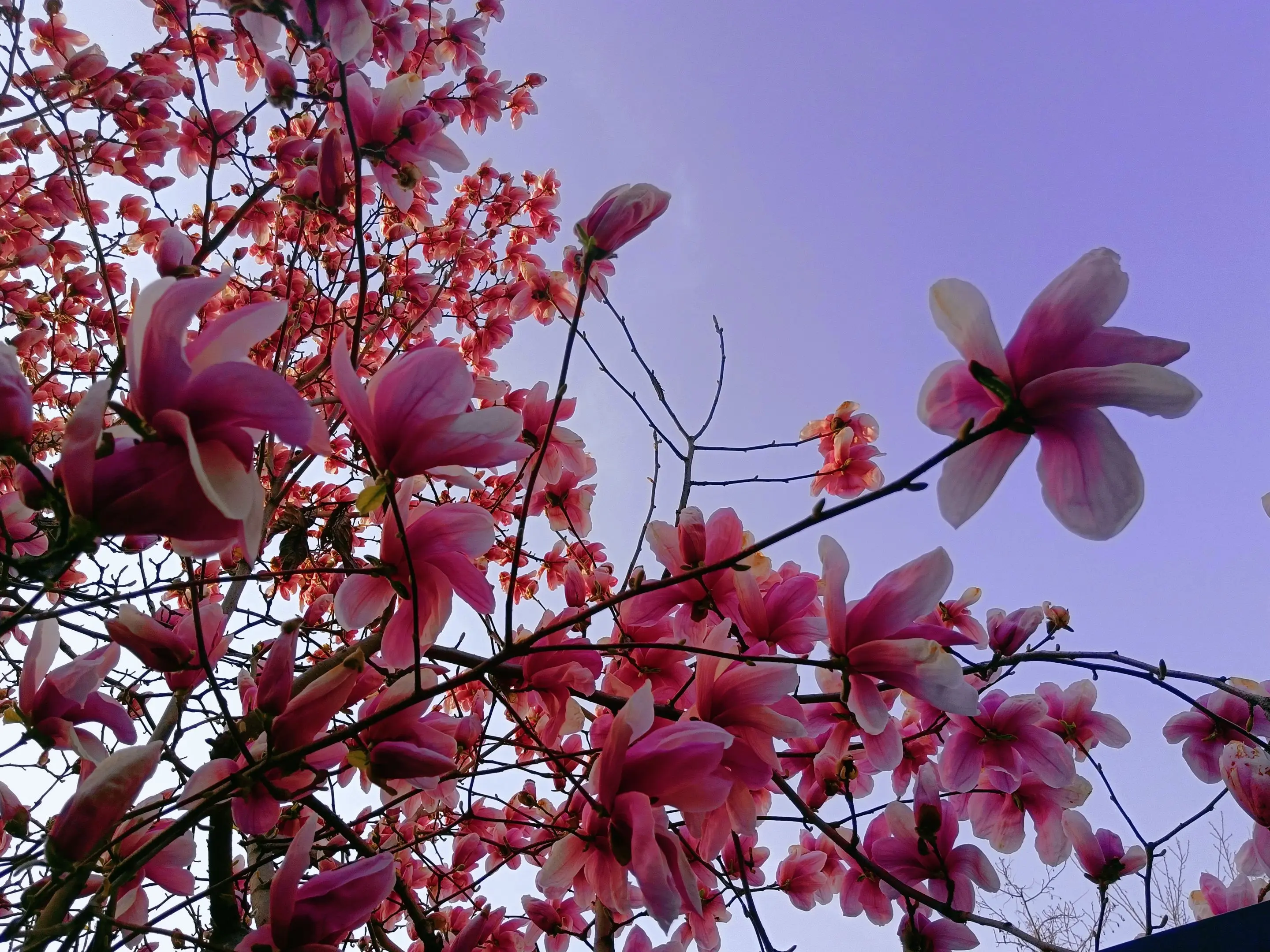 我不是专业摄影师，没有专业的拍摄工具，更没有几万的镜头，但我有热爱生活...
