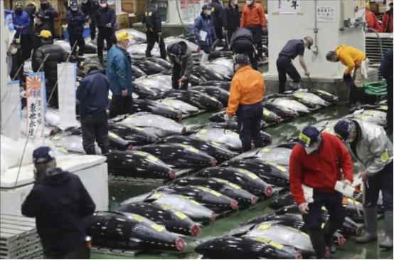 11月5日，日本才有6吨扇贝出口中国，转眼11月19日，日本出口中国的水产又要被