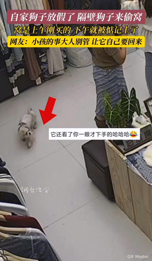这狗子成精了！四川，女子刚给自家狗子买了个垫子，隔壁家狗趁女子家狗不在家时，偷偷