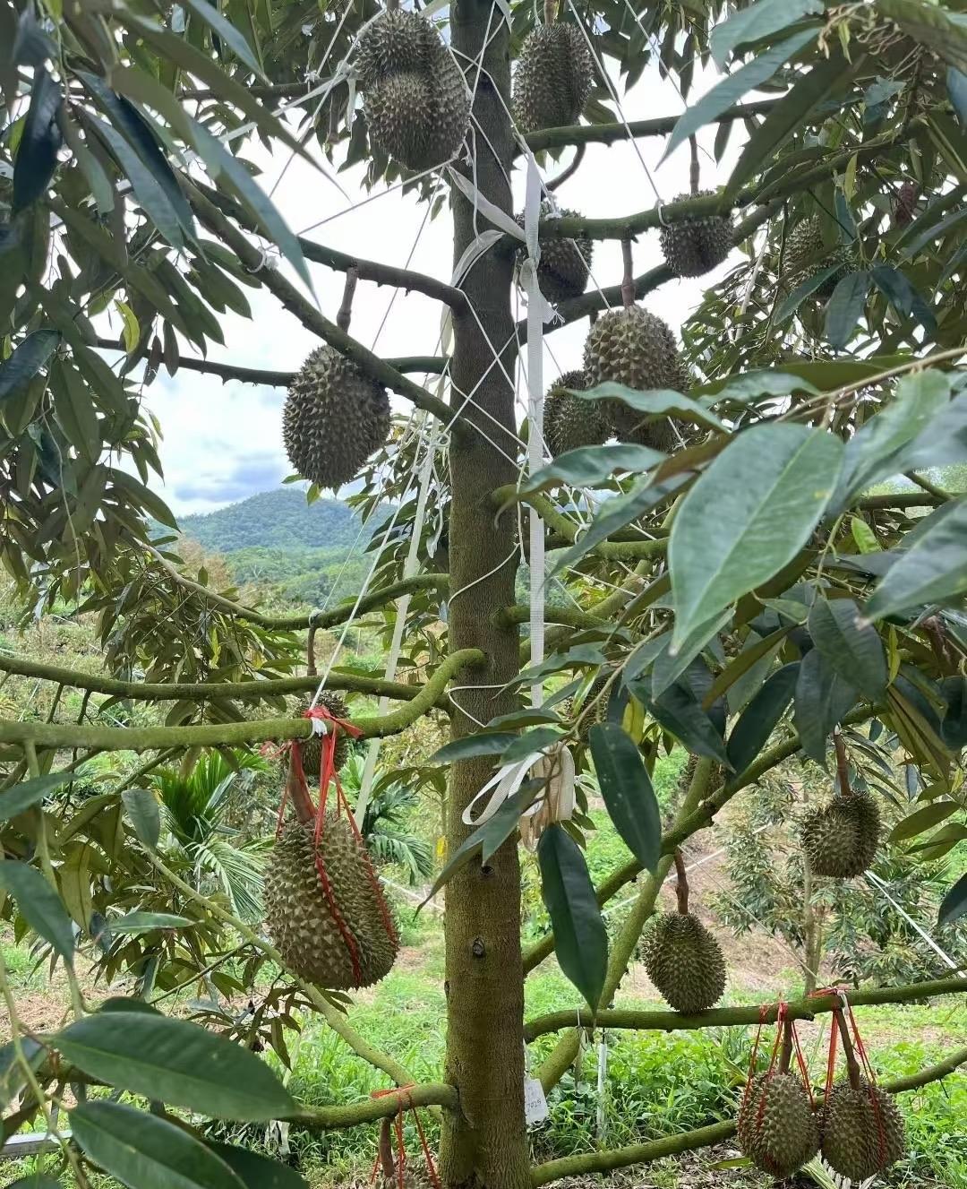 海南榴莲，卖的比进口还贵～三亚将近10万亩的榴莲种植基地，市场价几乎是泰国金