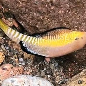 浙江男子发现“溪流精灵”，我国罕见特有物种，网友：别暴露位置近日，浙江一名