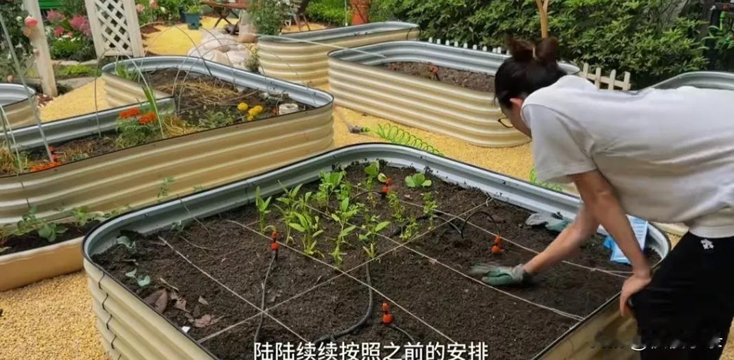 郑恺妻子苗苗晒种菜日常，让人看急眼！