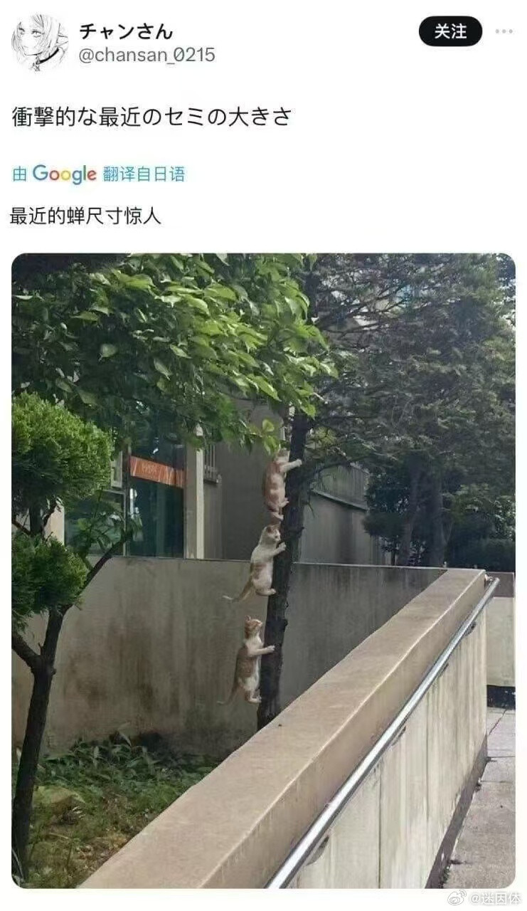 大蝉memes迷译图