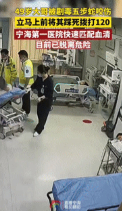 “是个狠人！”浙江宁海，一49岁男子被五步蛇咬伤后，立马上前一脚将其踩死，拎着蛇