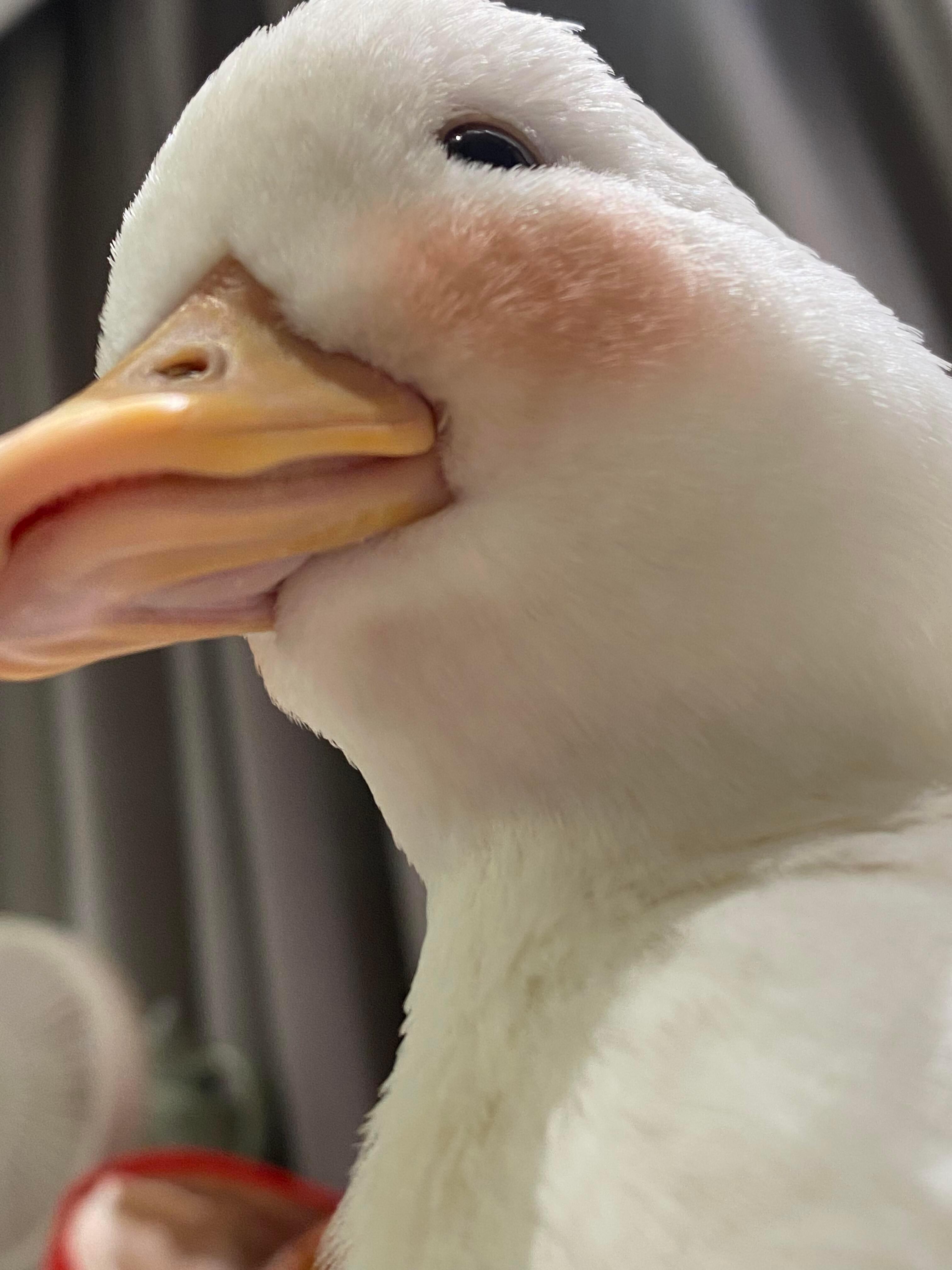 人，鸭的唇很性感