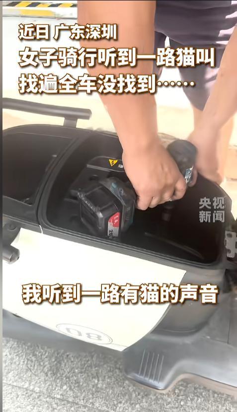 “真躲猫猫！”近日，广东深圳，一女子骑电动车时，发现车上有猫叫，女子找遍了也没发