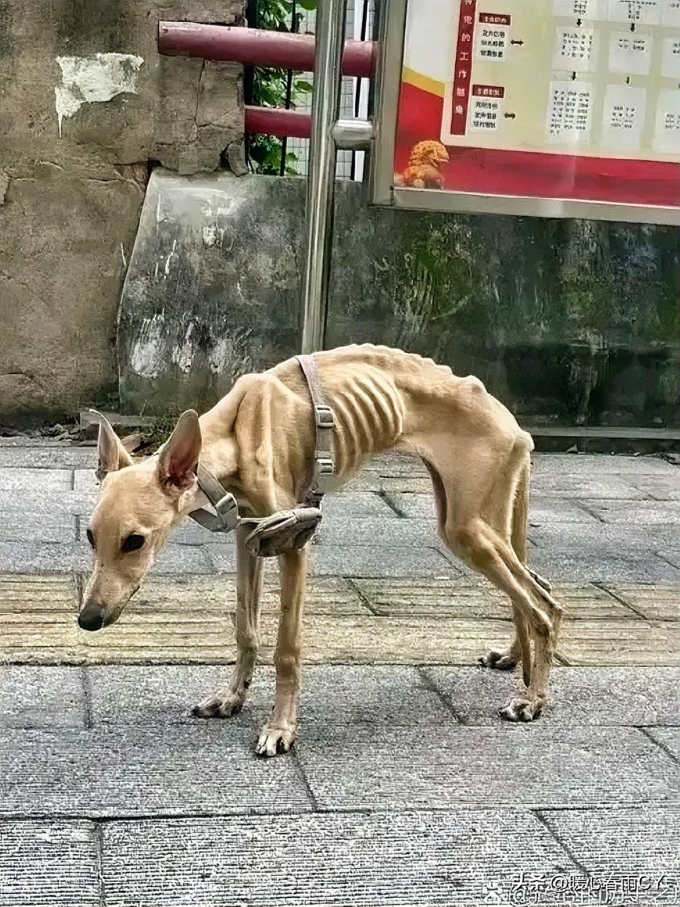 刷到一张武汉街头的照片，我的目光瞬间被画面中一只瘦骨嶙峋的狗揪住了心。它的肋
